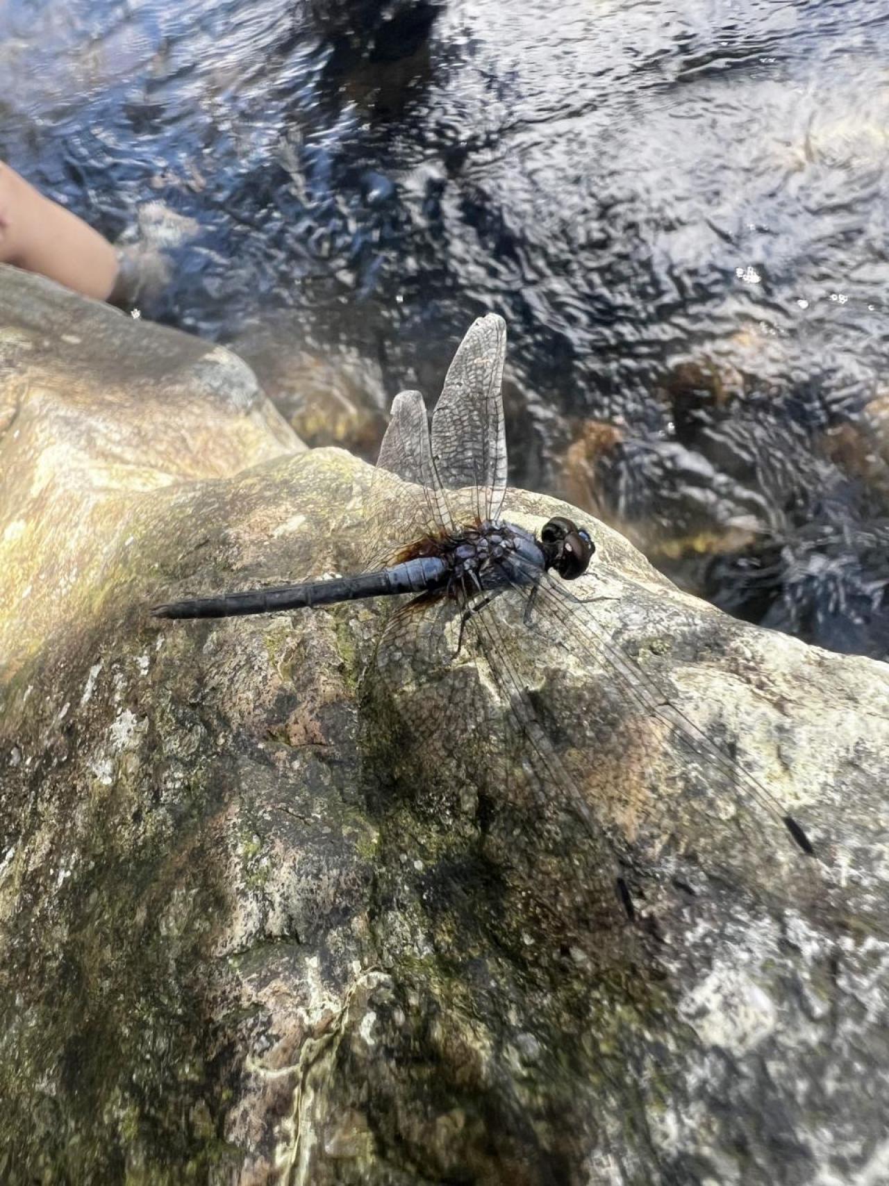 在淡水溪流石上找到的青蜓